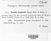 Puccinia graminella image